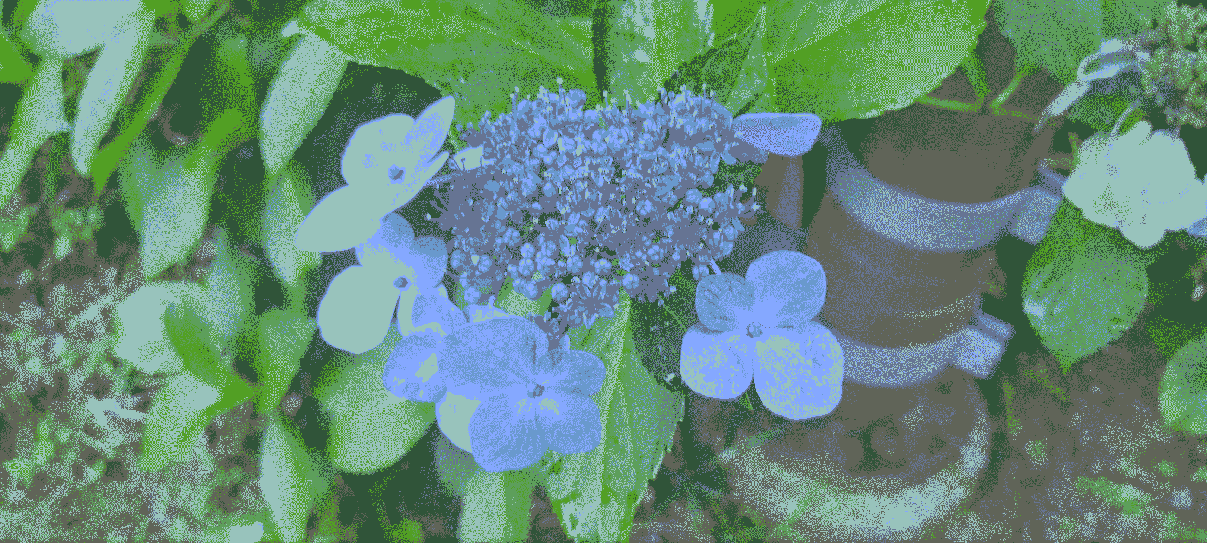 blueflower_dither.png